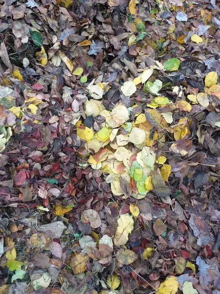 Autumn background: the ground is covered with fallen leaves