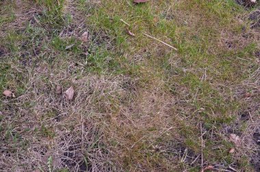 bahar arkaplanı: taze yeşil çimenler kuru ortasından geçer