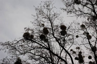 kasvetli arkaplan: Bulutlu gri gökyüzüne karşı çıplak ağaç dalları