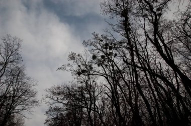 kasvetli arkaplan: Bulutlu gri gökyüzüne karşı çıplak ağaç dalları