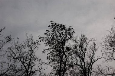 kasvetli arkaplan: Bulutlu gri gökyüzüne karşı çıplak ağaç dalları
