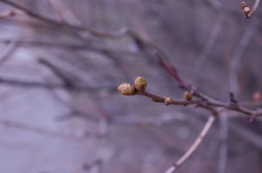 bahar arkaplanı: bulanık arkaplan üzerinde şişmiş tomurcukları olan dal, seçici odak