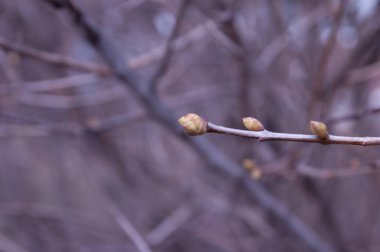 bahar arkaplanı: bulanık arkaplan üzerinde şişmiş tomurcukları olan dal, seçici odak