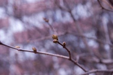 bahar arkaplanı: bulanık arkaplan üzerinde şişmiş tomurcukları olan dal, seçici odak