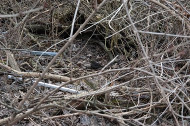 Dalların ve molozların arasında yerde genç bir karatavuk.