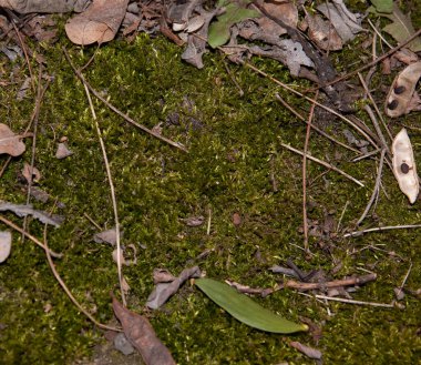 Kuru iğne ve yapraklarla kaplı yeşil yosun.