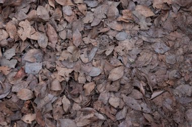 Toprak eski yapraklarla kaplı..