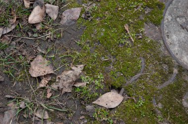 Genç yeşil çimenler eski paslı lağım çukurunun yanında.
