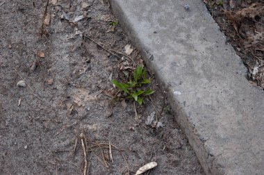Genç yeşil karahindiba yaprakları beton kaldırımın kenarından kırılıyor.