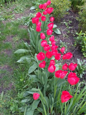 bahar arkaplanı: yeşil yapraklar arasında kırmızı laleler