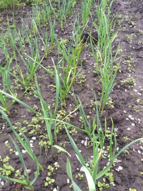 bahar arkaplanı: taze yeşil soğan yaprakları büyüyor