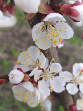 bahar arkaplanı: bir dalda kiraz çiçekleri, seçici odak
