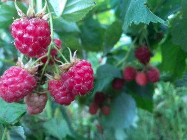 Yaz arkaplanı: yeşil yaprakların arasında olgun ahududular, seçici odak