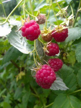 Yaz arkaplanı: yeşil yaprakların arasında olgun ahududular, seçici odak