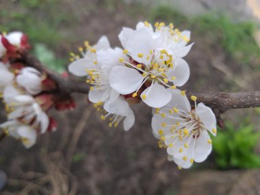 bahar arkaplanı: bir dalda kiraz çiçekleri, seçici odak