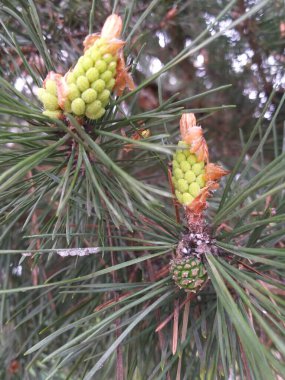 bahar arkaplanı: Genç çam kozalakları, seçici odak