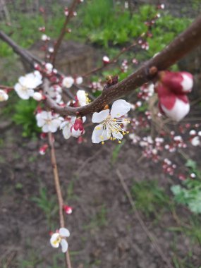 bahar arkaplanı: bir dalda kiraz çiçekleri, seçici odak