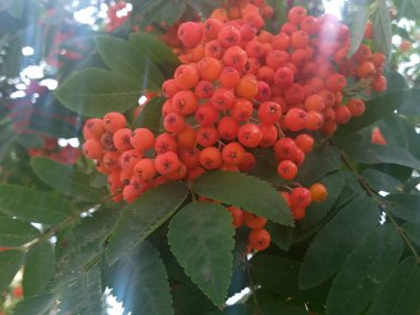 Sonbahar arkaplanı: yeşil yaprakların arasında kırmızı rowan üzümü