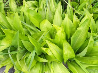 bahar arkaplanı: parlak yeşil yapraklar, üst görünüm