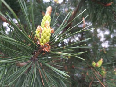 bahar arkaplanı: Genç çam kozalakları, seçici odak