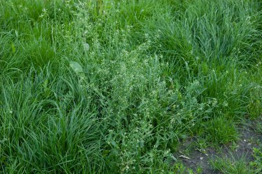 summer background: lush green grass