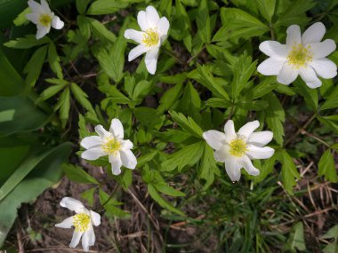 bahar arkaplanı: anemone nemorosa beyaz çiçekler ve yeşil yapraklar