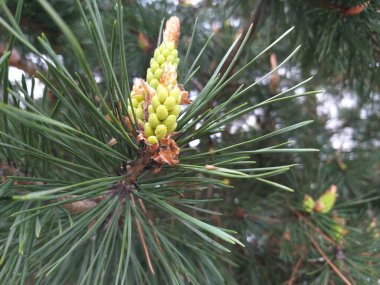 bahar arkaplanı: Genç çam kozalakları, seçici odak