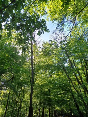 Yaz arkaplanı: güneş ışığında yeşil yapraklı ağaçlar