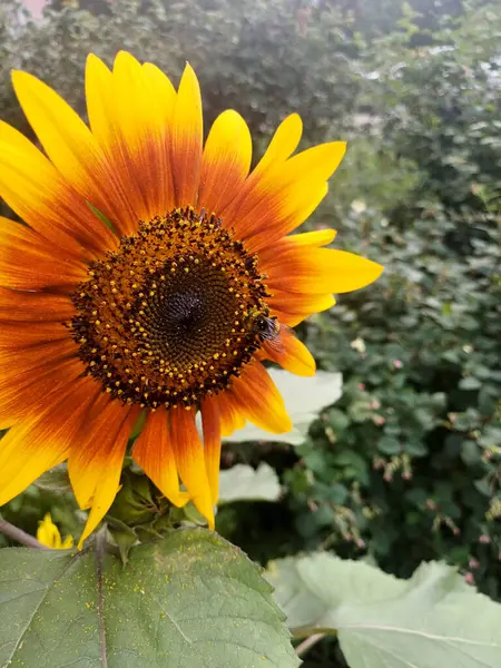 Ayçiçeğinin üzerindeki arı, seçici odaklanma