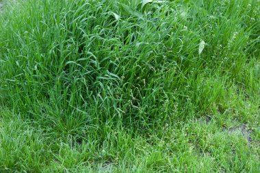 summer background: lush green grass