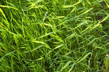 summer background: lush green grass