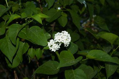 bahar arkaplanı: yapraklar arasında leylak çiçekleri