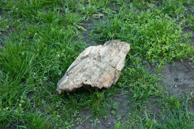 Yeşil çimlerin üzerinde çürümüş bir kütük parçası..