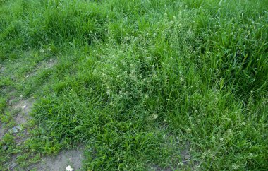 summer background: lush green grass