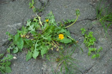 Hayatın gücü: bir karahindiba asfaltı delip geçer..