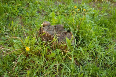 Yeşil çimenlerin ve sarı karahindibaların arasında eski bir kütük..