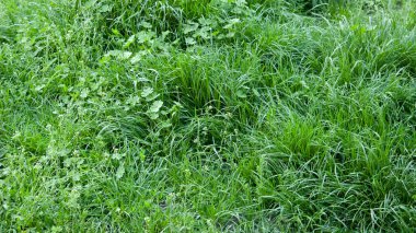 summer background: lush green grass