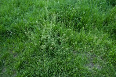 summer background: lush green grass