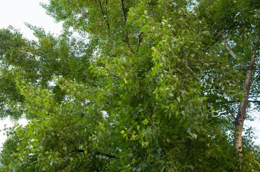 Mavi gökyüzüne karşı yeşil yapraklı ağaç