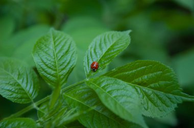 Yeşil yapraklı uğur böceği, seçici odak