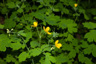 Yaz arkaplanı: yeşil yapraklar arasında sarı celandin çiçekleri