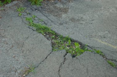 Yaşamın gücü: Genç yeşil çimenler asfaltı kırar