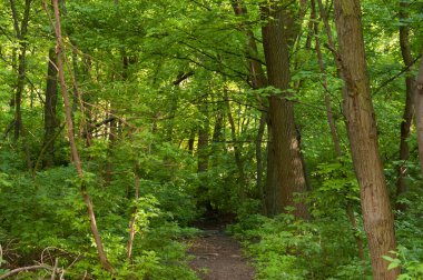 Orman yolu çok uzaklara, sık yeşil çalılıklara doğru uzanıyor.