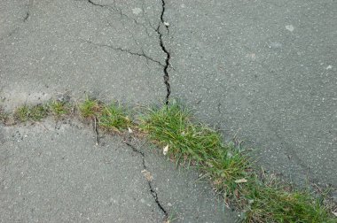 Yaşamın gücü: Genç yeşil çimenler asfaltı kırar