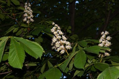 bahar arkaplanı: yeşil yapraklar arasında kestane çiçekleri