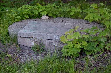 Yeşil çimenlerin ve genç akçaağaç yapraklarının arasında beton bir levha.