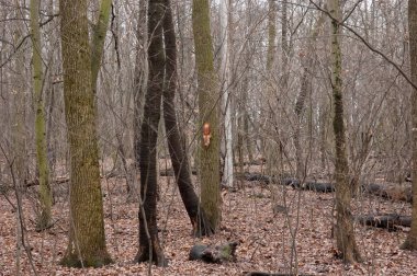 Sonbahar ormanında oynayan iki kırmızı sincap..