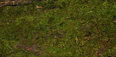 Ağaç kabuğu parlak yeşil yosunlarla kaplıdır.