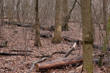 Sonbahar ormanında oynayan iki kırmızı sincap..