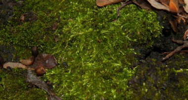 Ağaç kabuğu parlak yeşil yosunlarla kaplıdır.